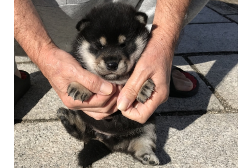 成約済の長崎県の柴犬-58891の6枚目